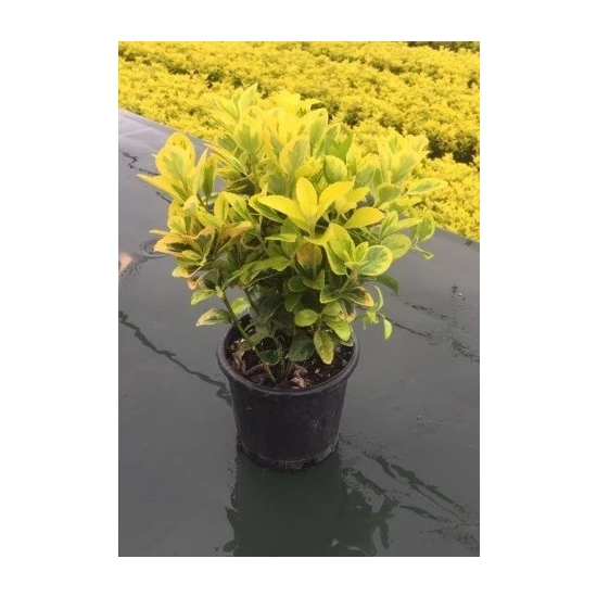 Eonymus japonica aurea